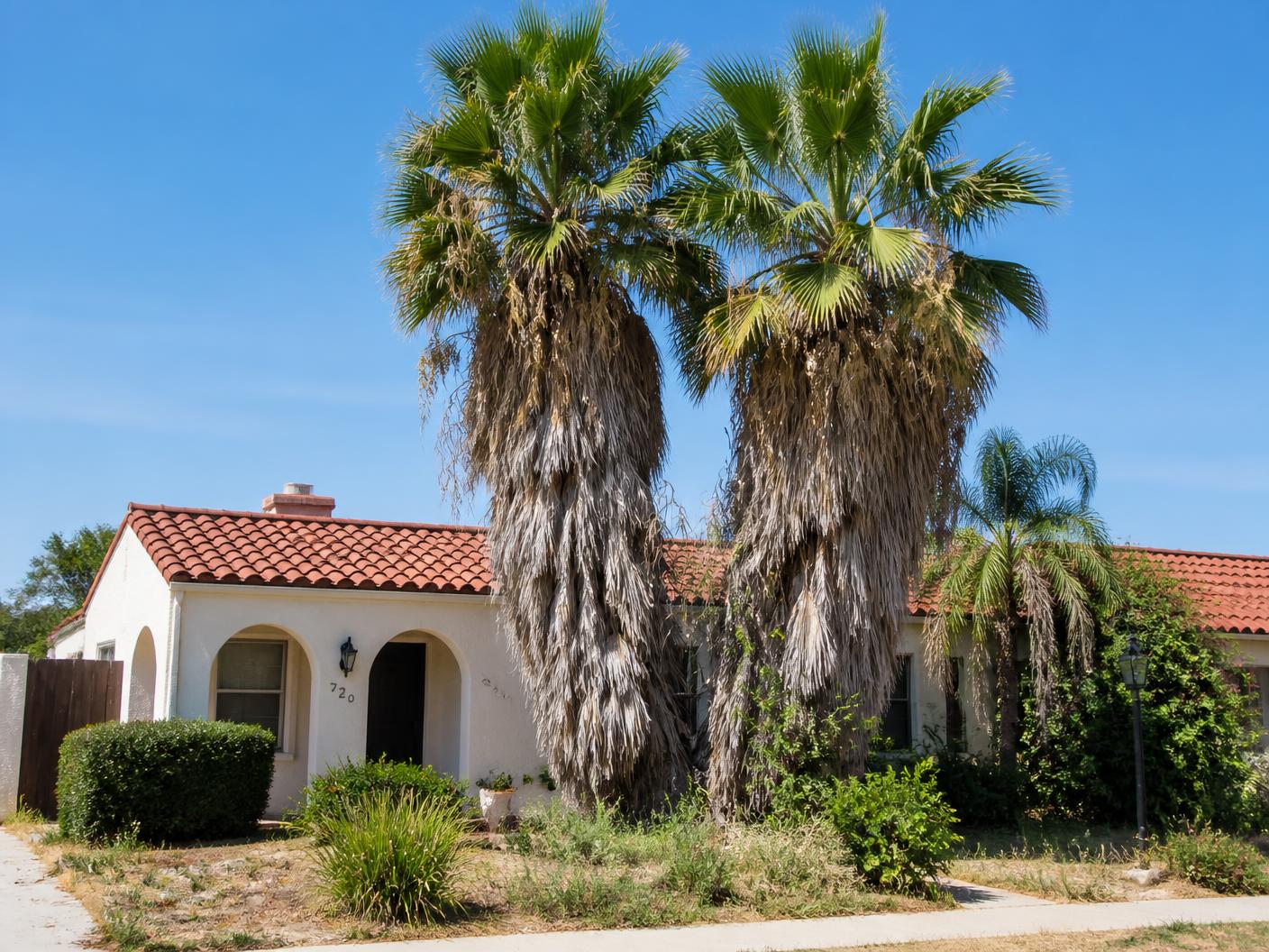 Two overgrown Mexican fan palms with heavy dead frond skirts at an Escondido home