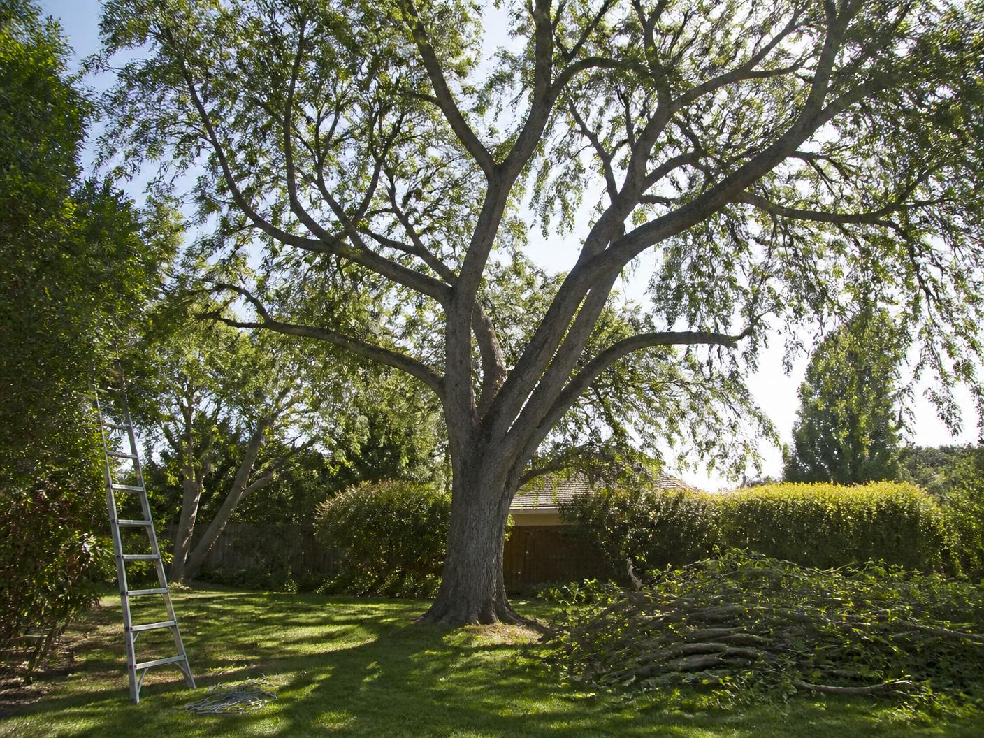 Mature shade tree thinned by Green Earth Tree Services in a North County back yard